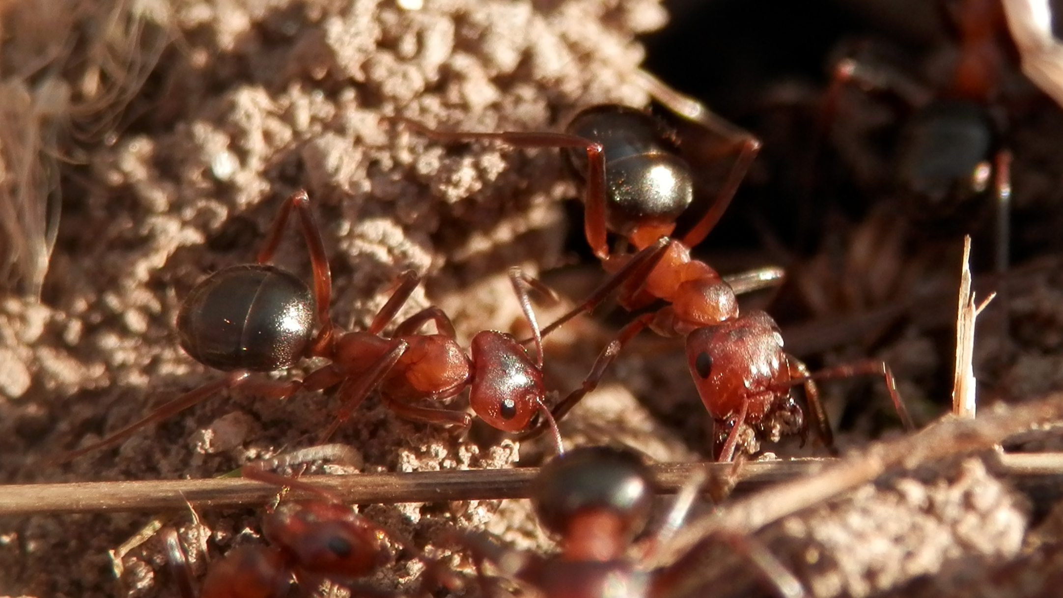 Allegehny Mound Ant (Formica exsectoides)