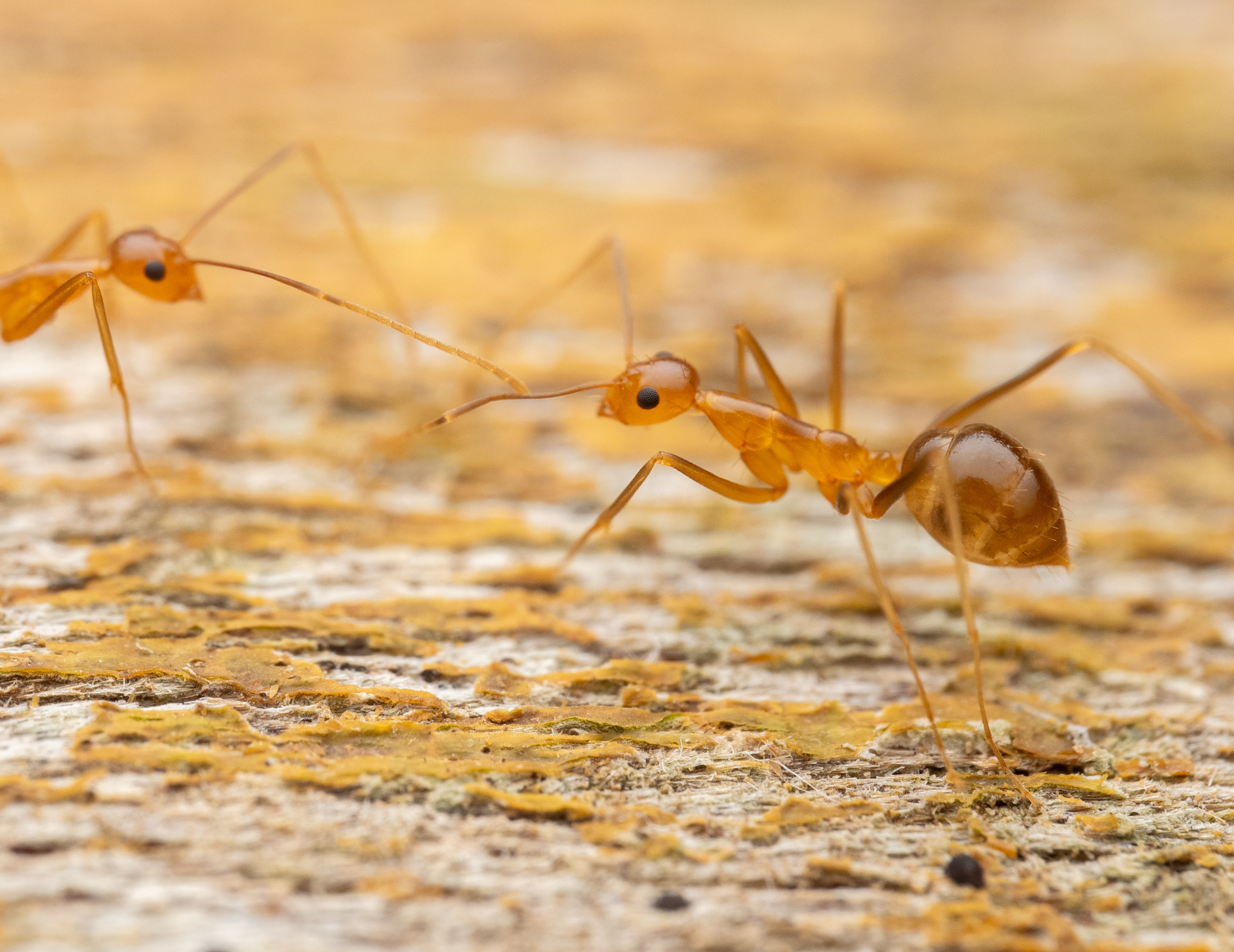 Yellow Crazy Ant (Anoplolepis Gracilipes)