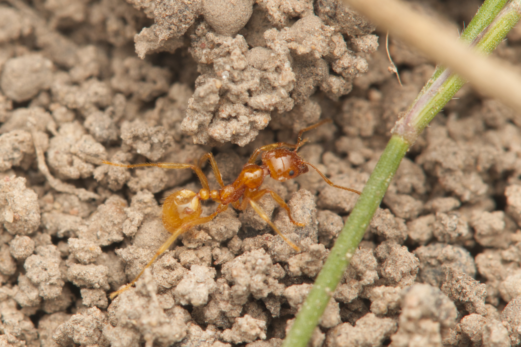 Funnel Ant (Aphaenogastre Pythia)