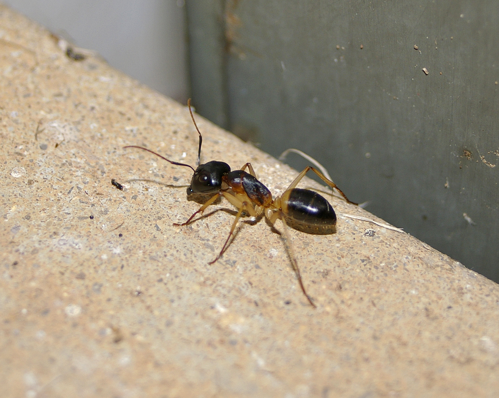 Banded Sugar Ant (Camponotus Consobrinus)