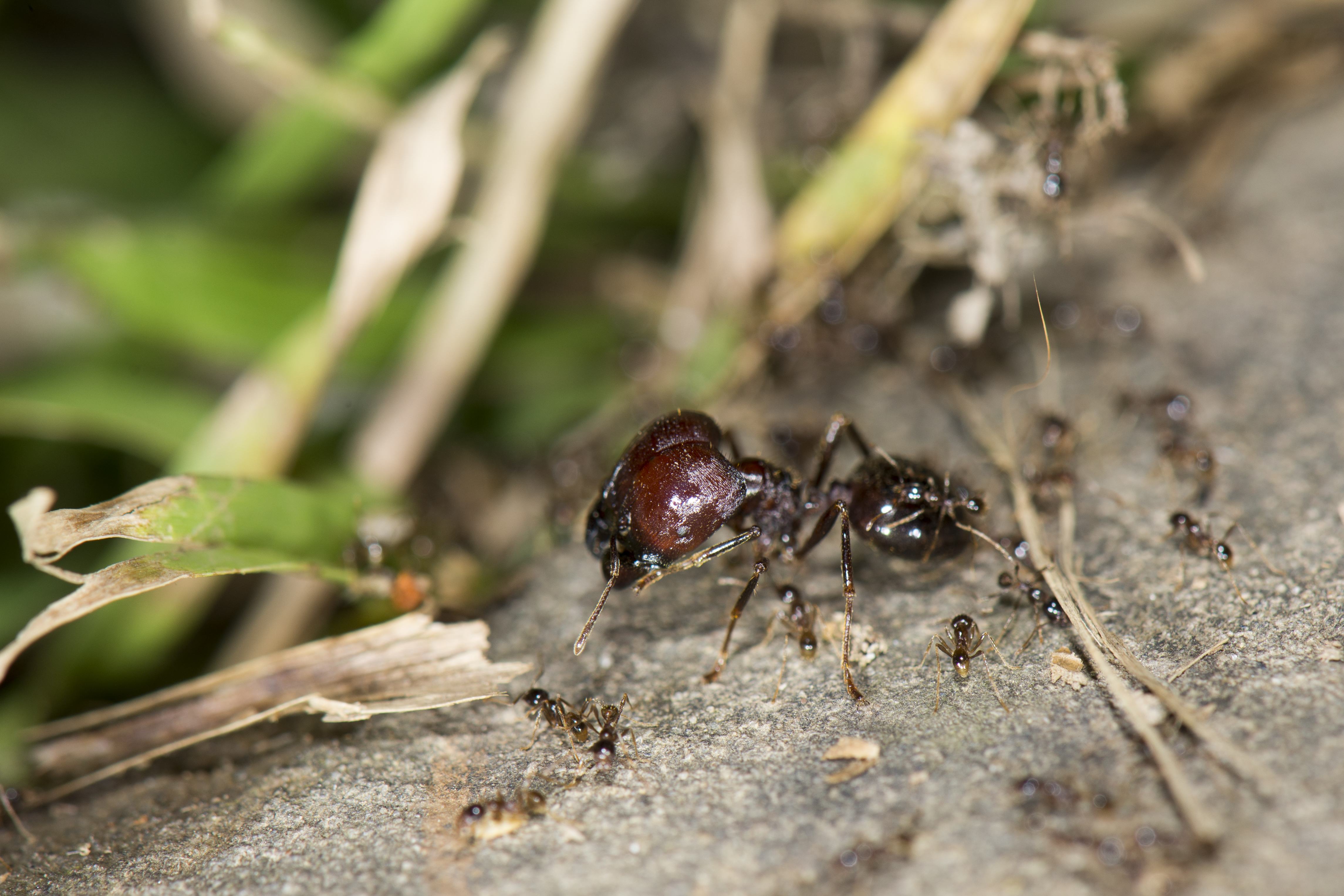 Asian Marauder Ant (Carebara Diversa)