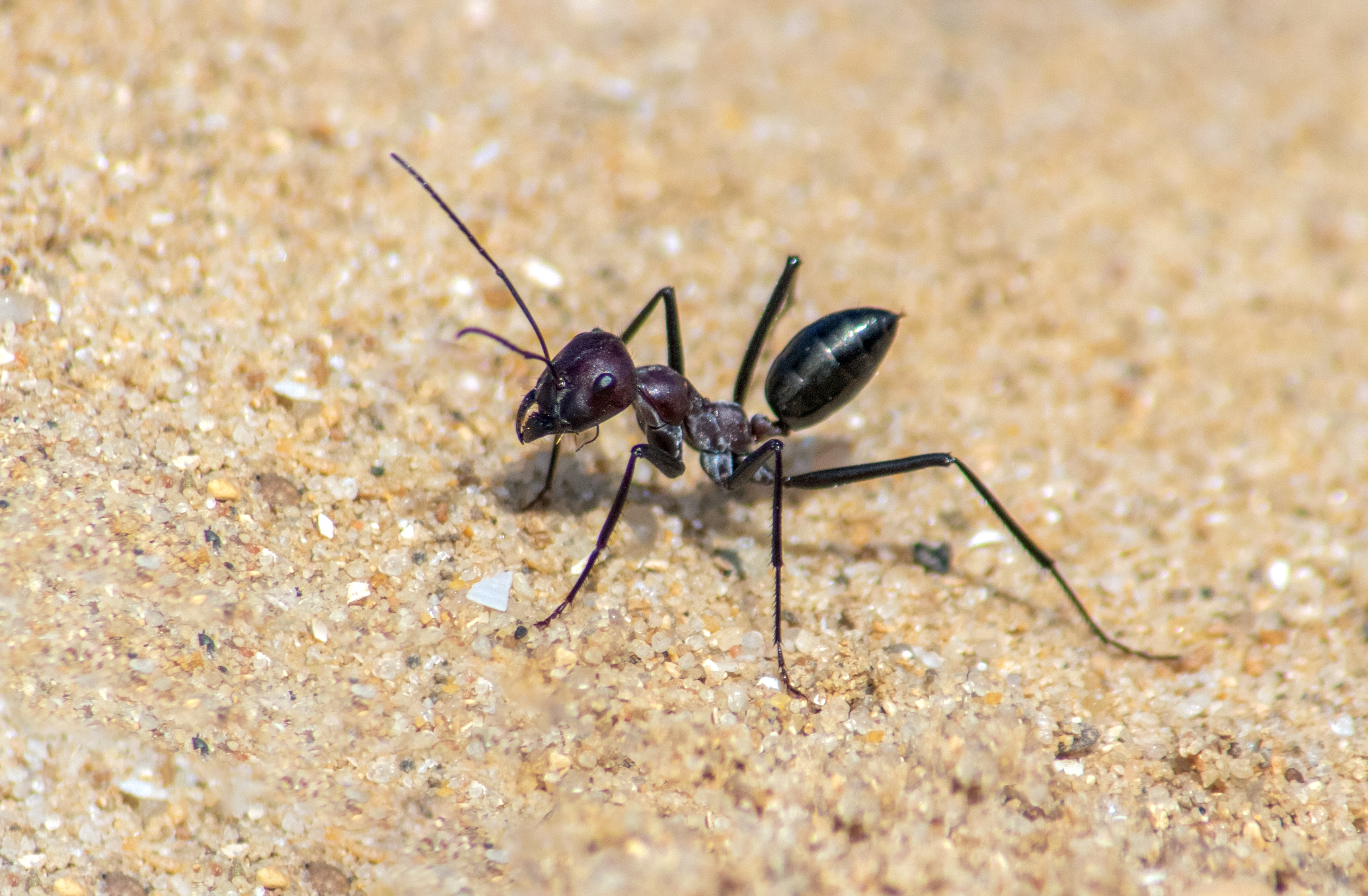 Bicolored Sahara Desert Ant (Cataglyphis Bicolor)