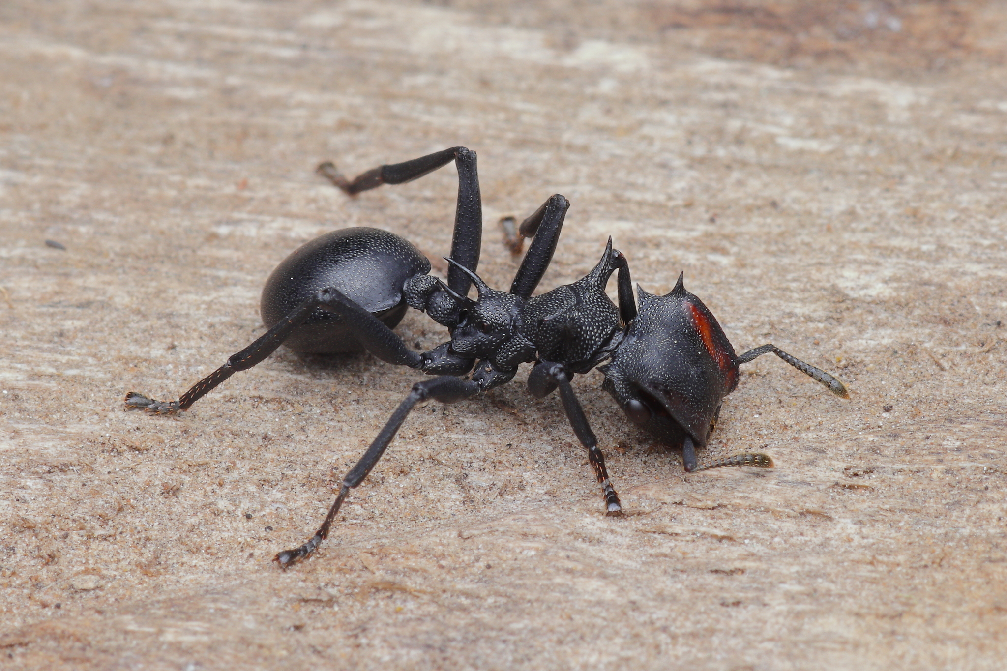 Common Giant Turtle Ants (Cephalotes Atratus)