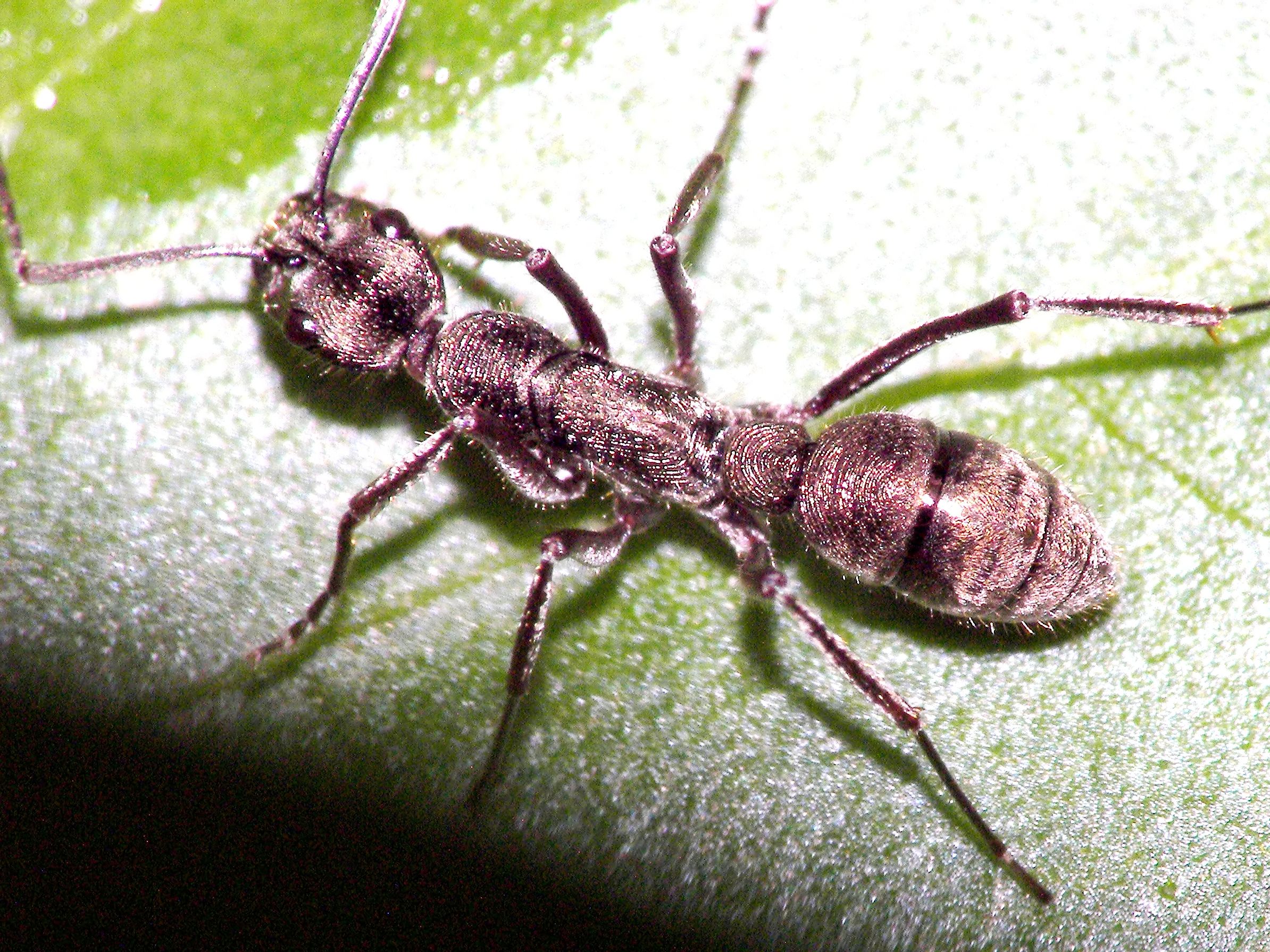Asian Bullet Ant (Diacamma Rugosum)