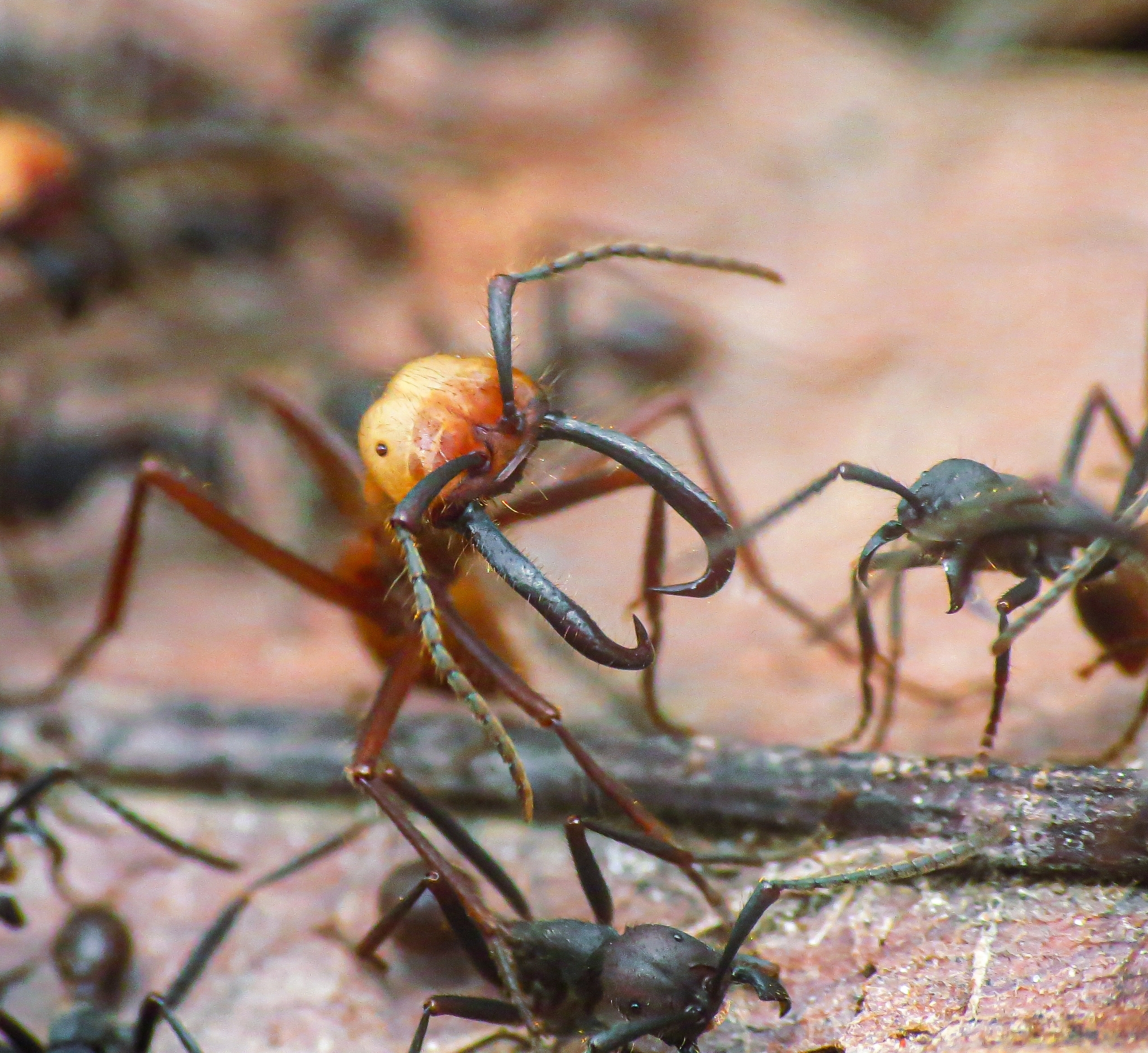 Burchell's Army Ant (Eciton Burchellii)