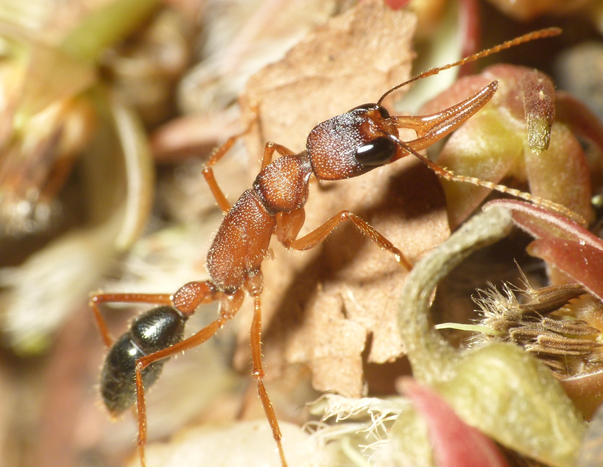 Jerdon's Jumping Ant (Harpegnathos Saltator)
