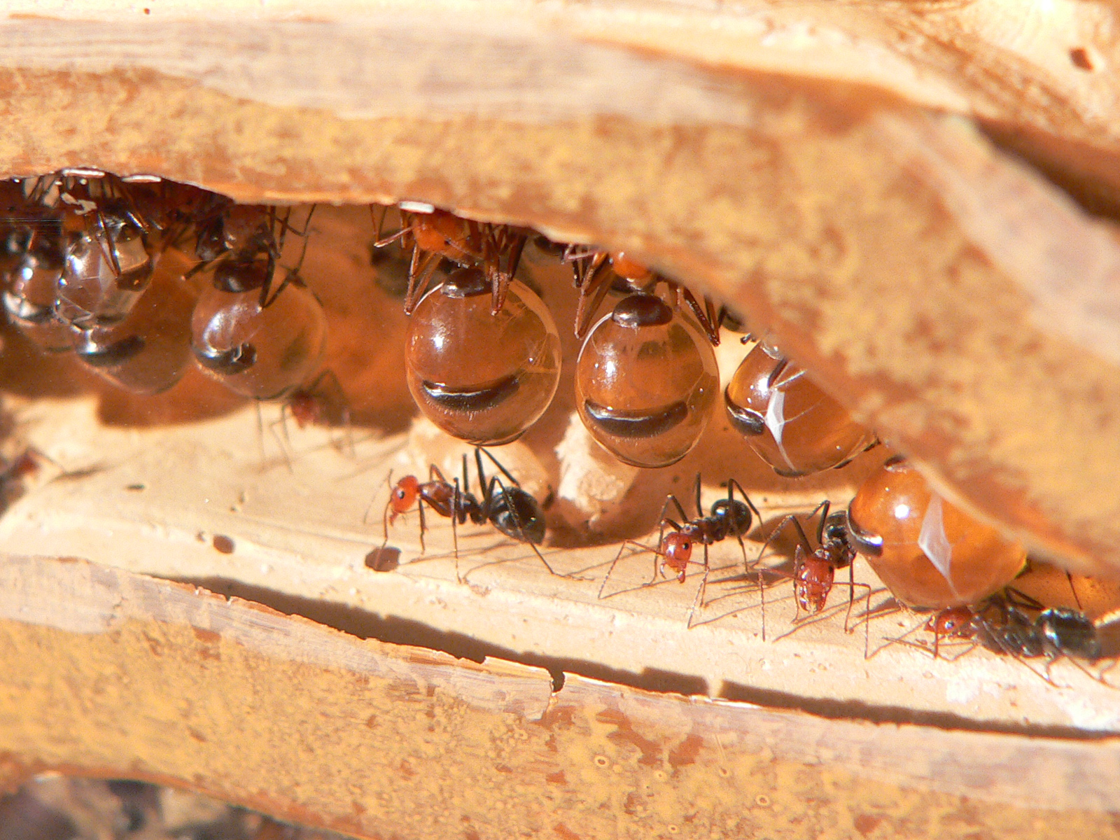 Honeypot Ant (Myrmecocystus sp.)