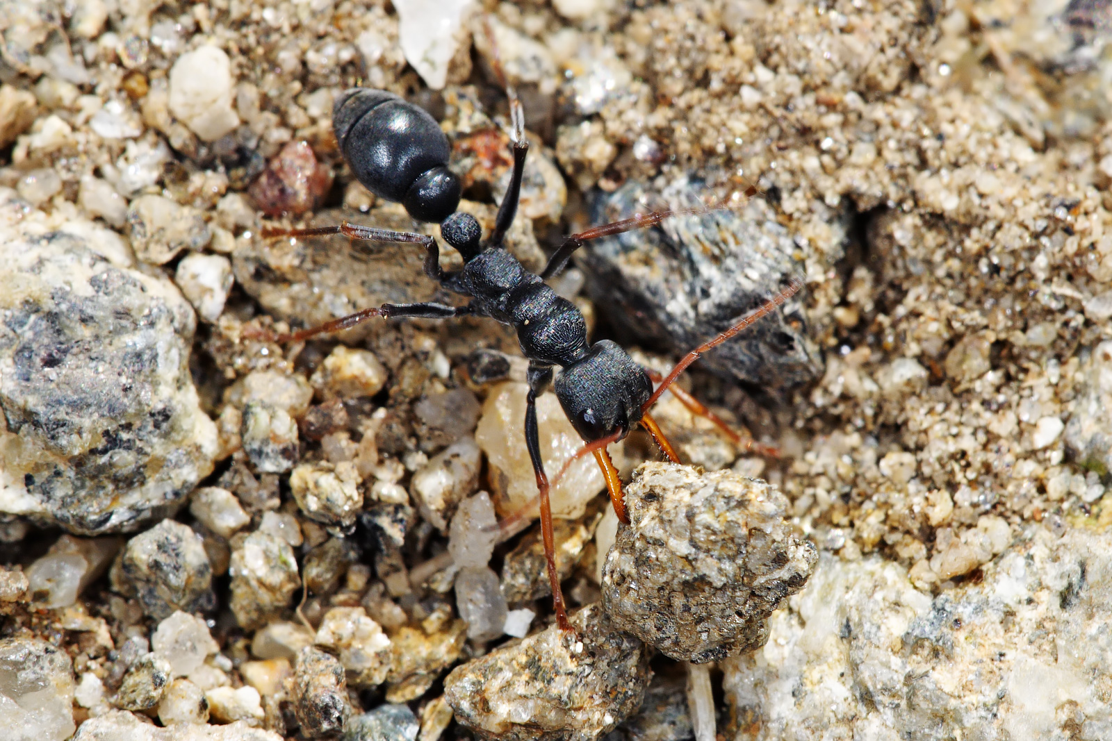 Jack Jumper Ant (Myrmecia Pilosula)