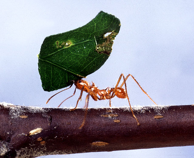 Hairy-Headed Leafcutter Ant (Atta cephalotes)