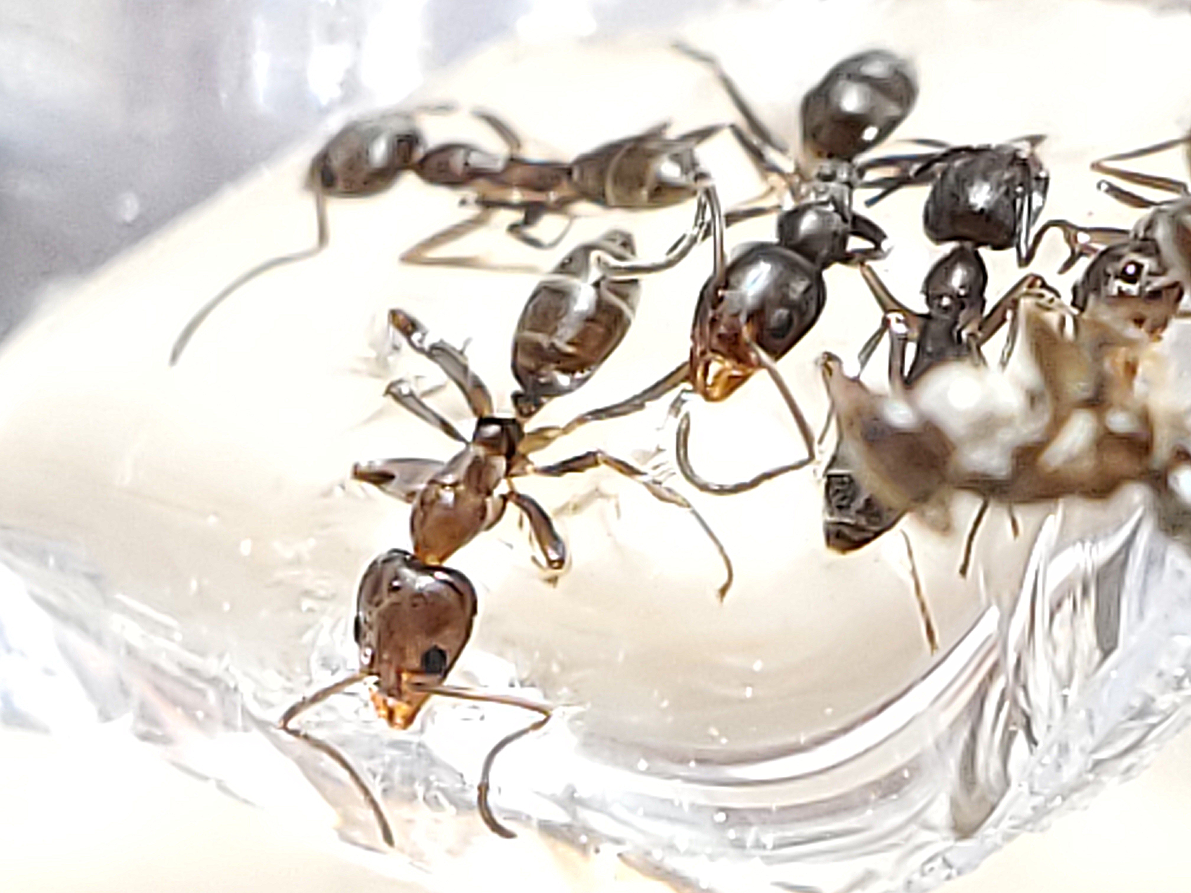 Argentine Ant (Linepithema Humile)