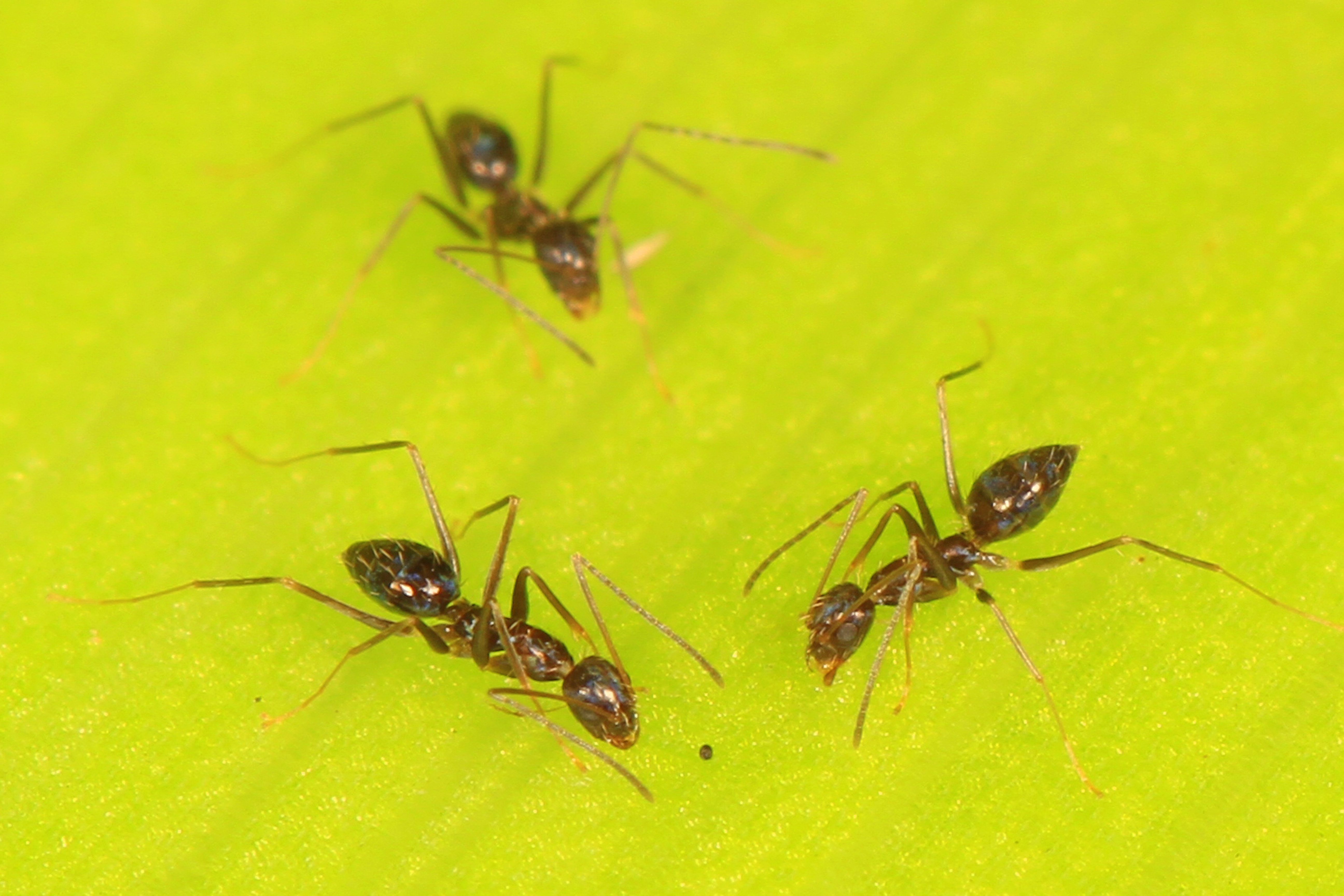 Black Crazy Ant (Paratrechina Longicornis)