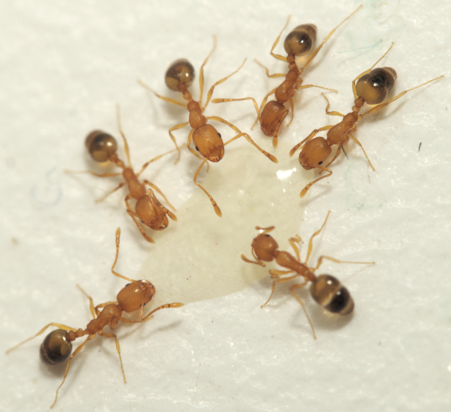 Pharaoh Ant (Monomorium Pharaonis)