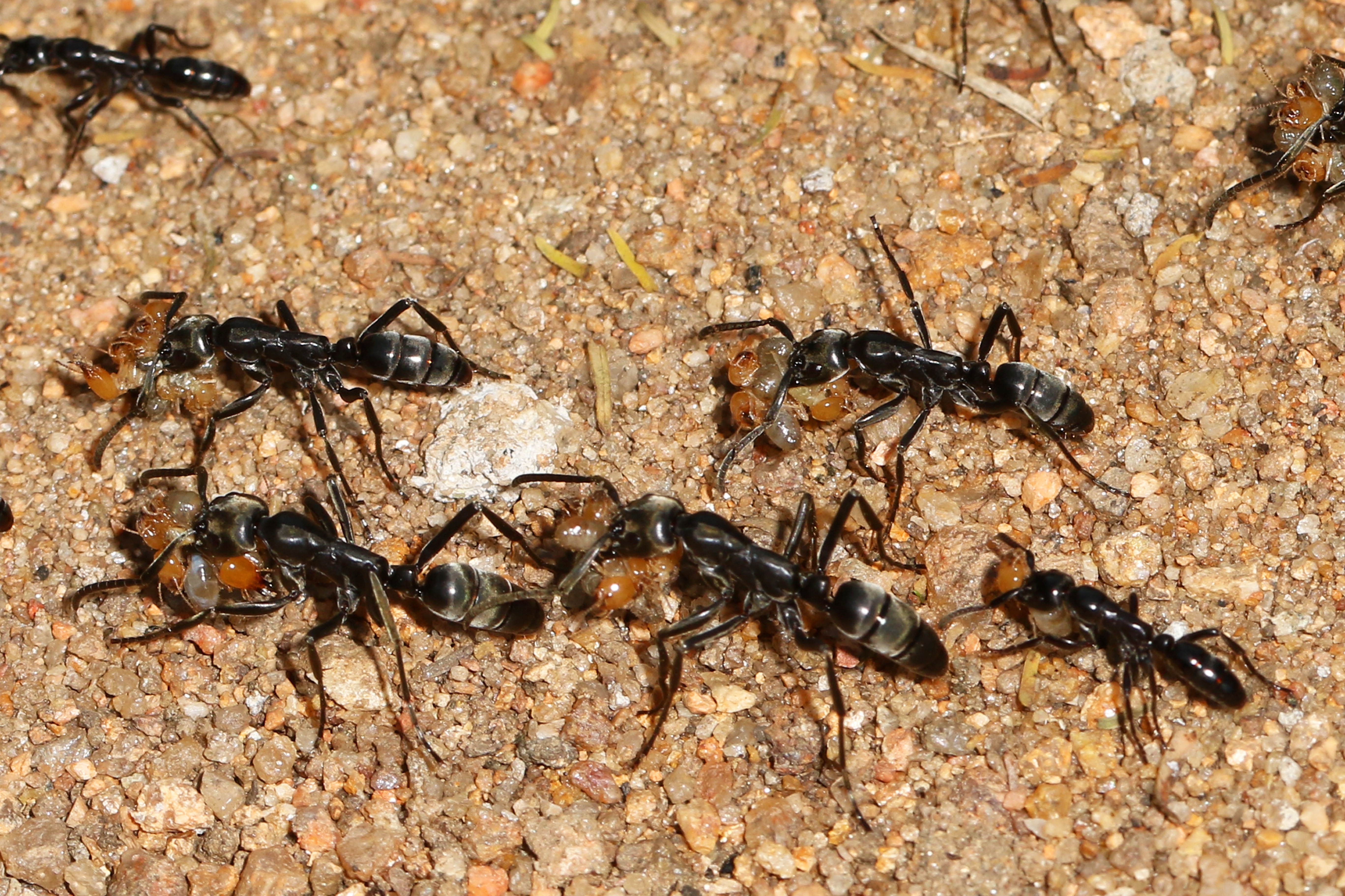 Matabele Ant (Megaponera Analis)
