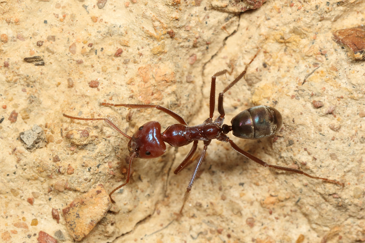 Singapore Ant (Trichomyrmex destructor)