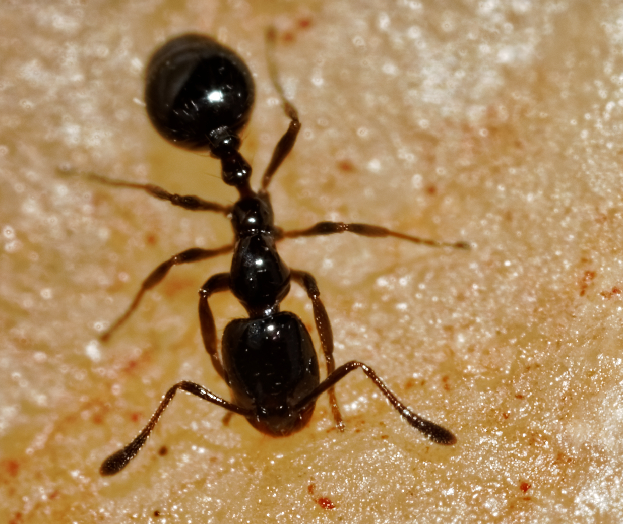 Little Black Ant (Monomorium Minimum)