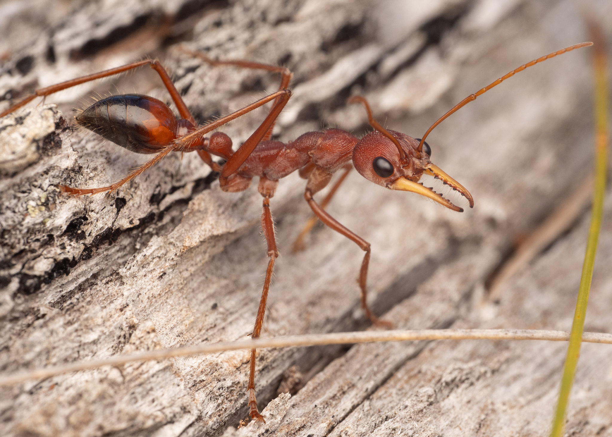 Red Bull Ant (Myrmecia Gulosa)