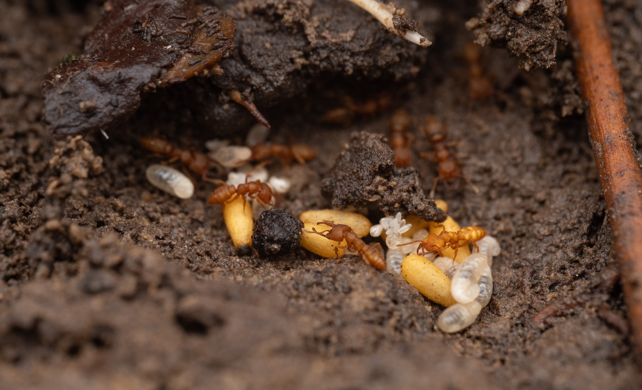 Dracula Ants (Mystrium camillae)