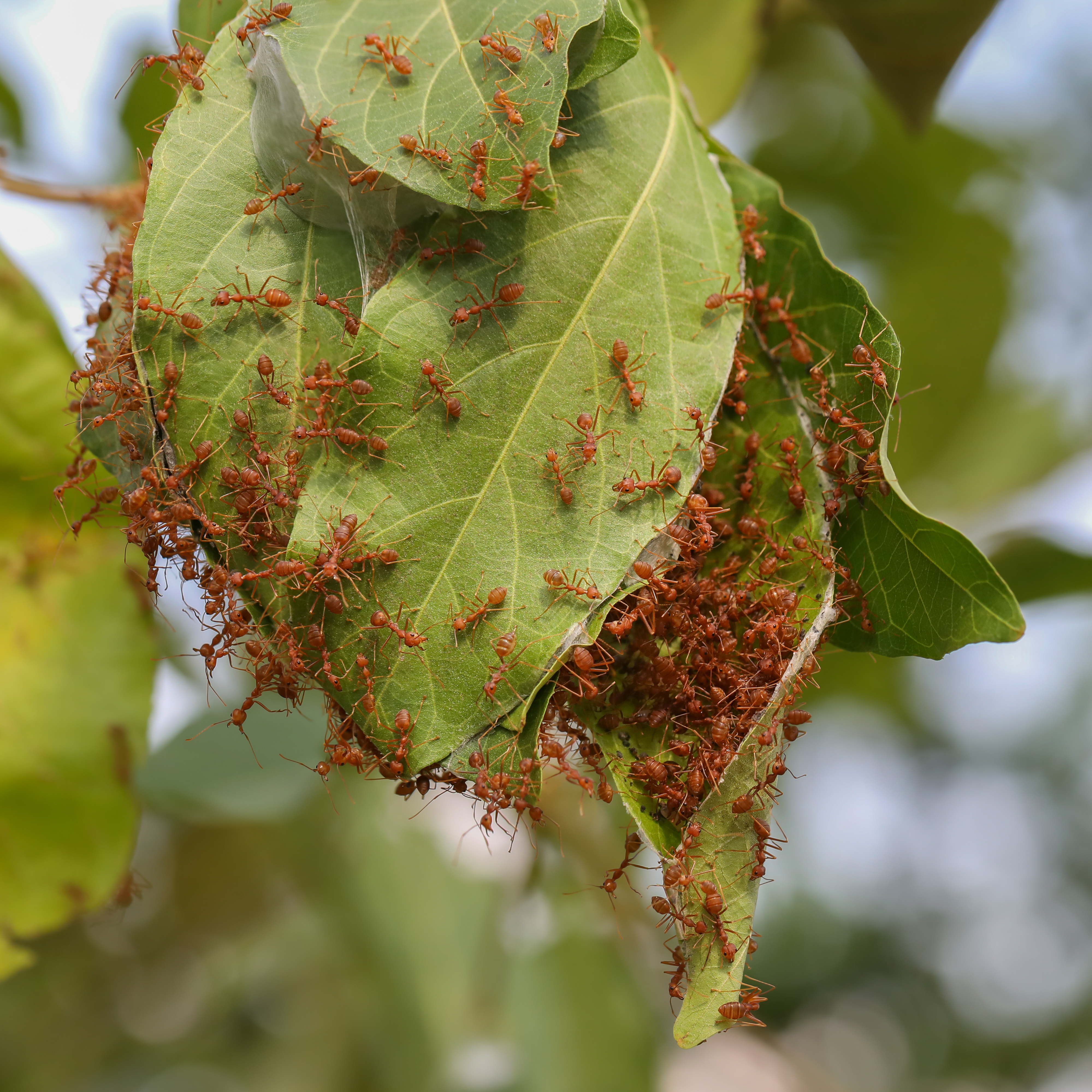 Asian Weaver Ant (Oecophylla smaragdina)