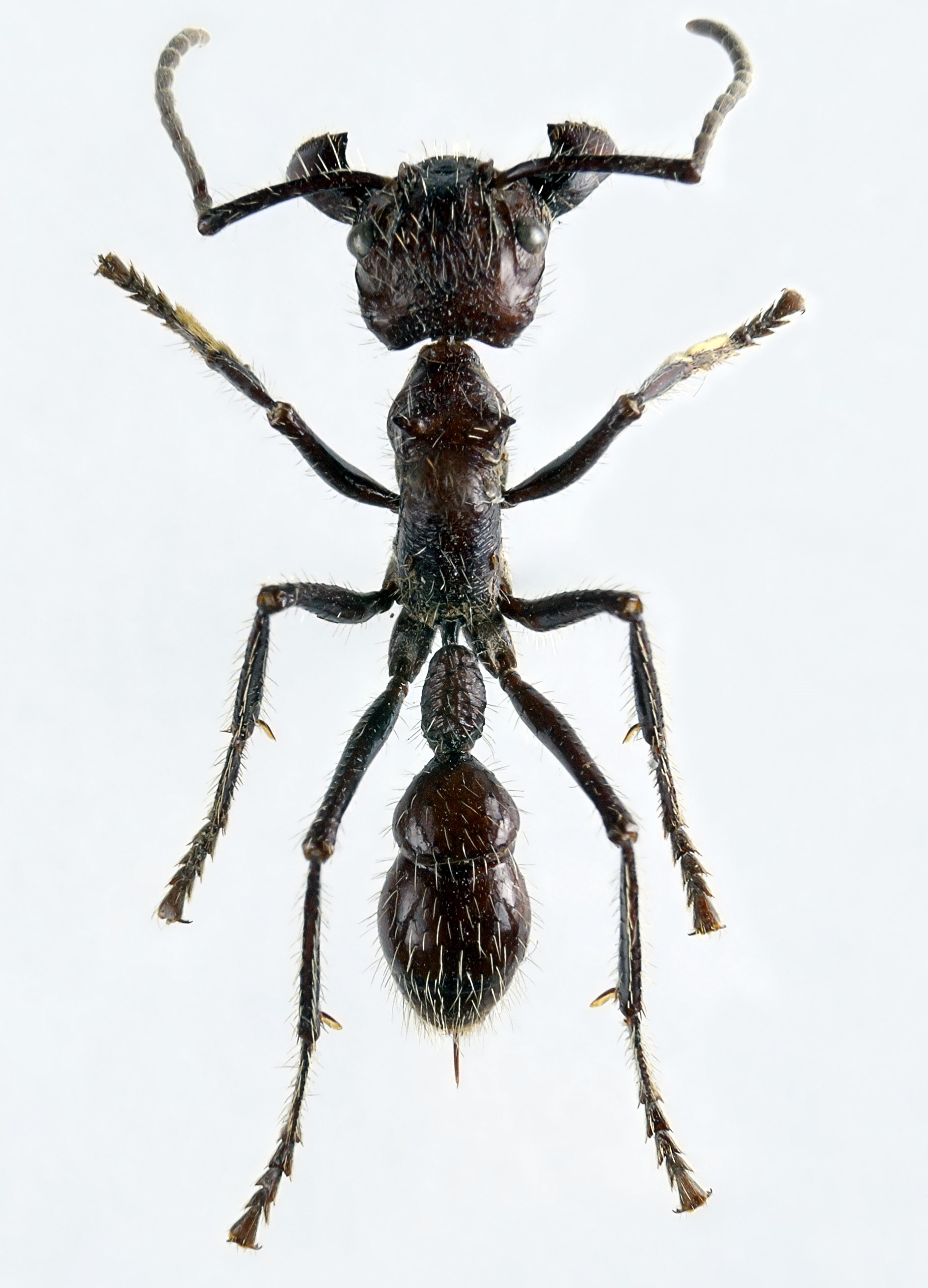 Bullet Ant (Paraponera clavata)