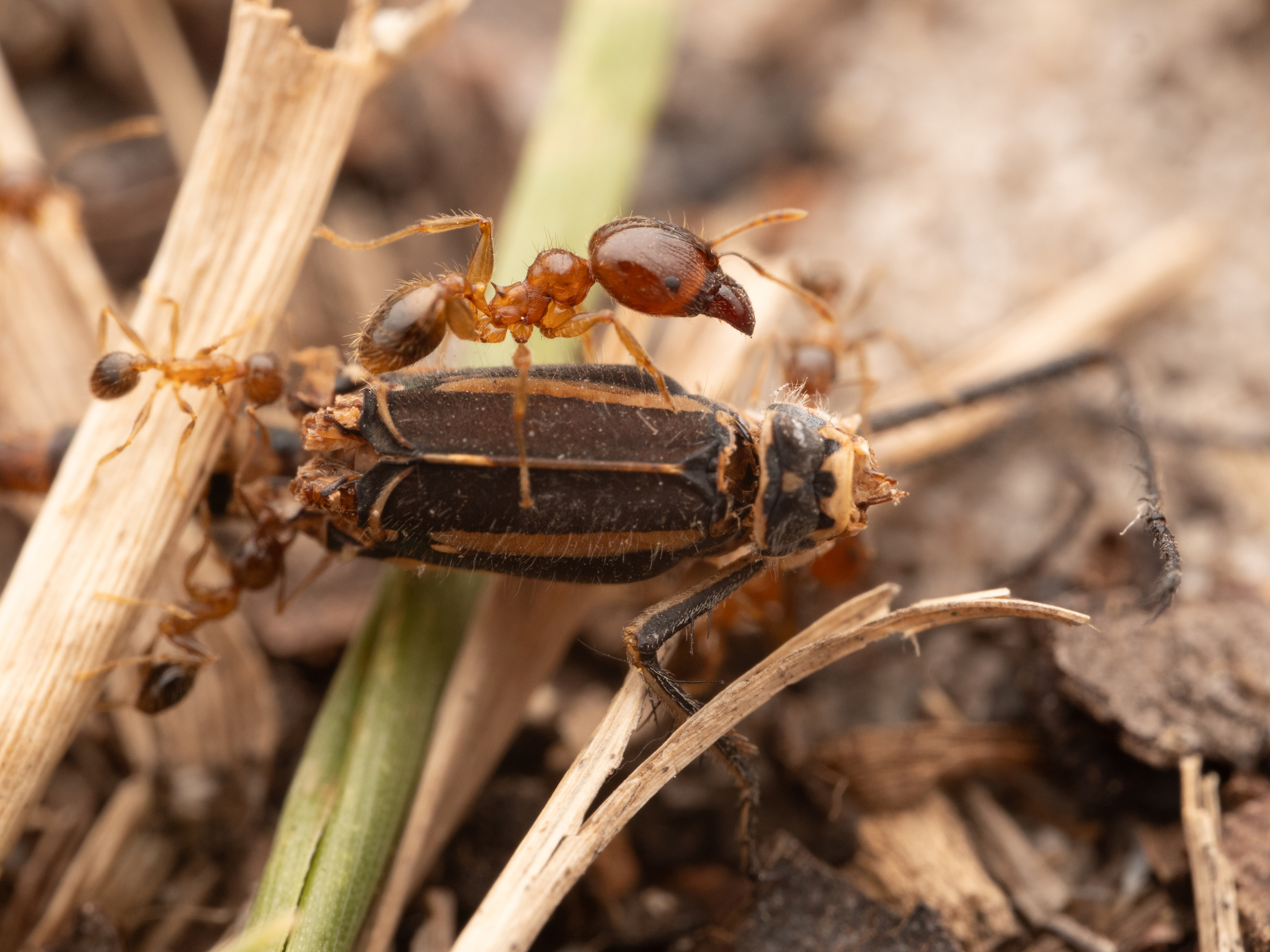 Big Headed Ant (Pheidole Megacephala)