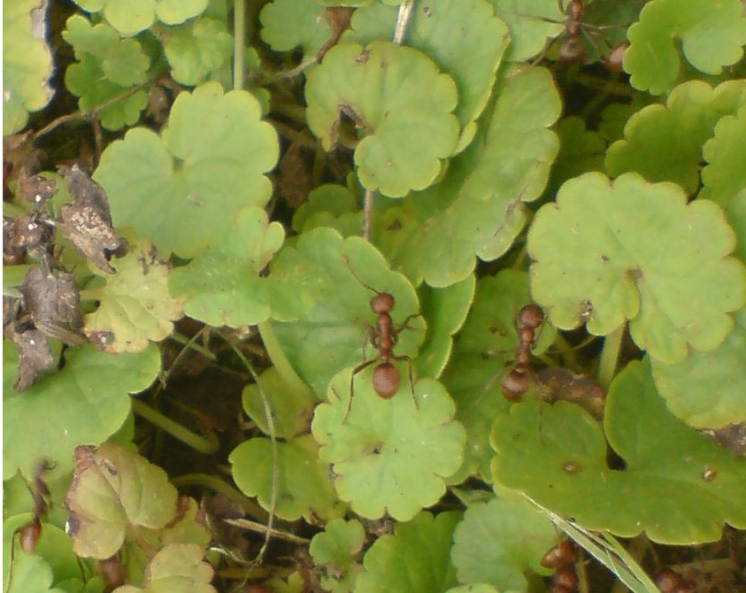 Amazon Ant (Polyergus Refuscens)
