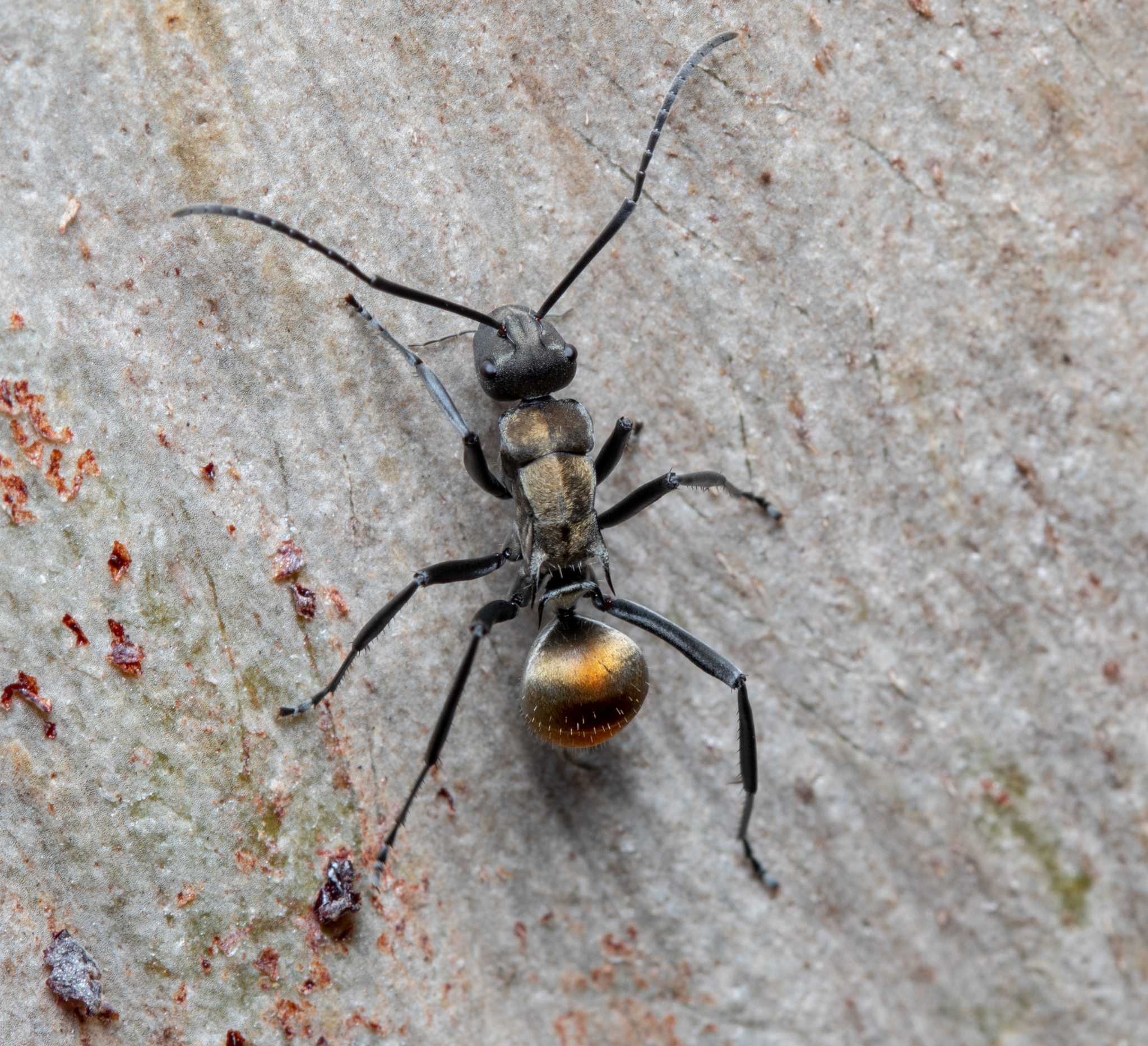 Golden-Tailed Spiny Ant (Polyrhachis Ammon)