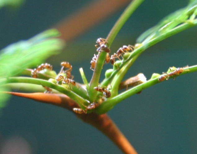 Acacia Ant (Pseudomyrmex Ferruginea)