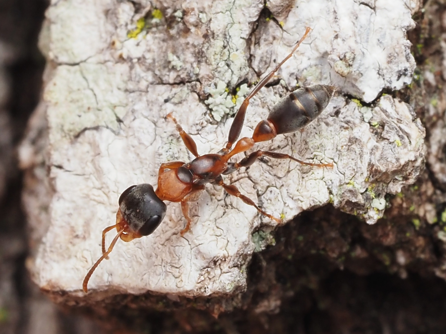 Slender Twig Ant (Pseudomyrmex Gracilis)