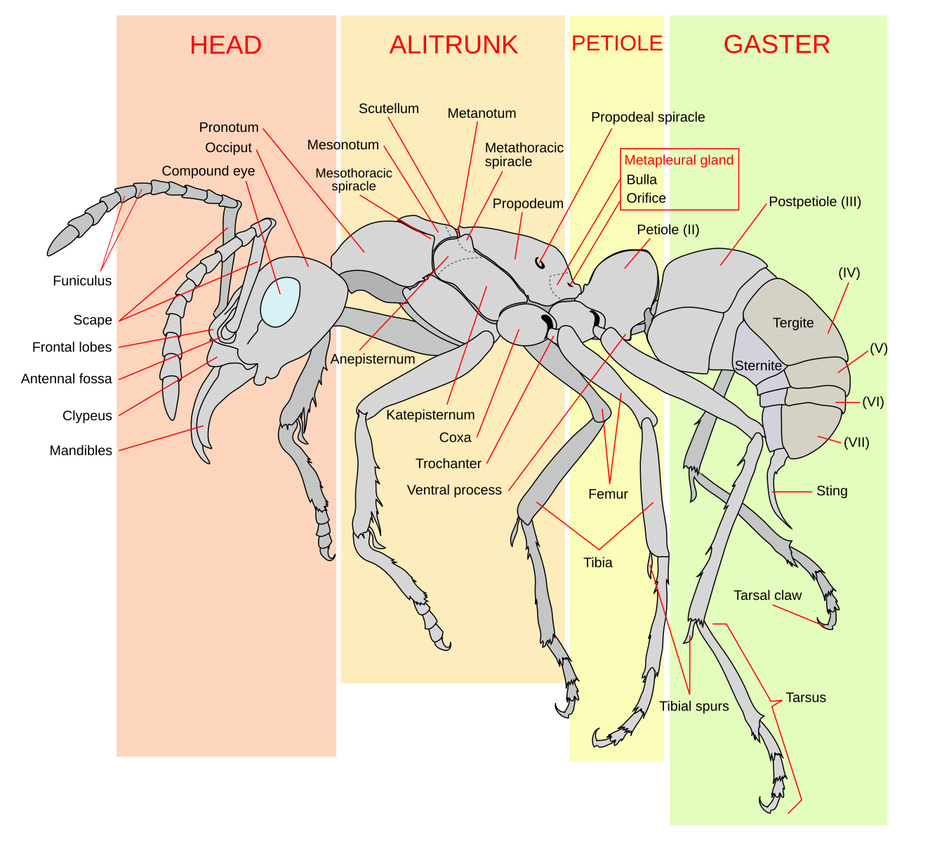 Ant Anatomy