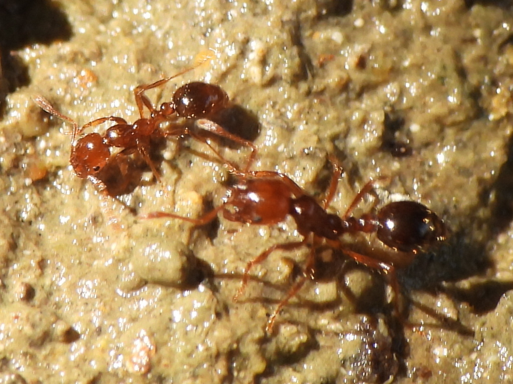 Red Imported Fire Ant, RIFA (Solenopsis invicta)