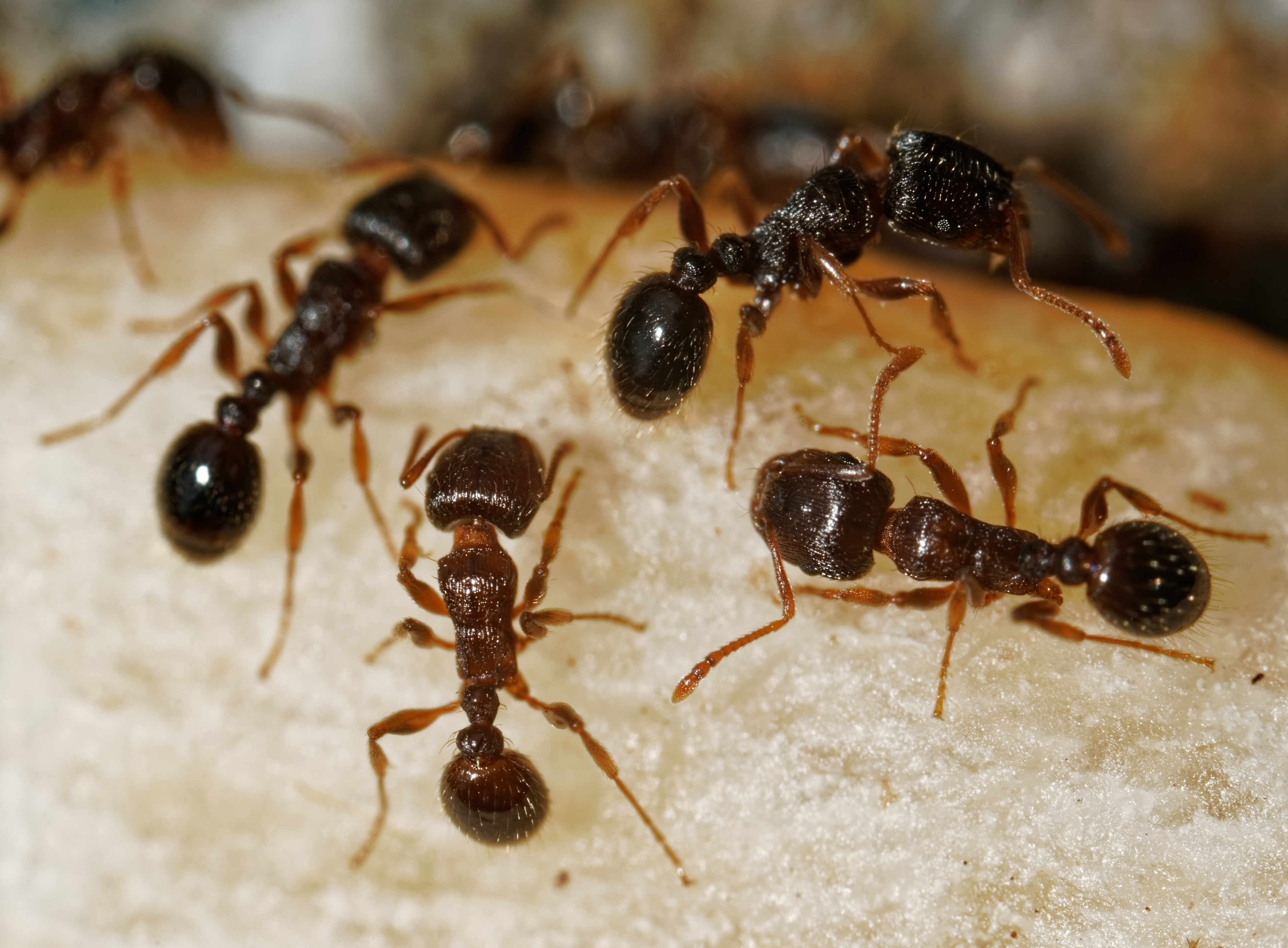 Funnel Ant (Aphaenogastre Pythia)