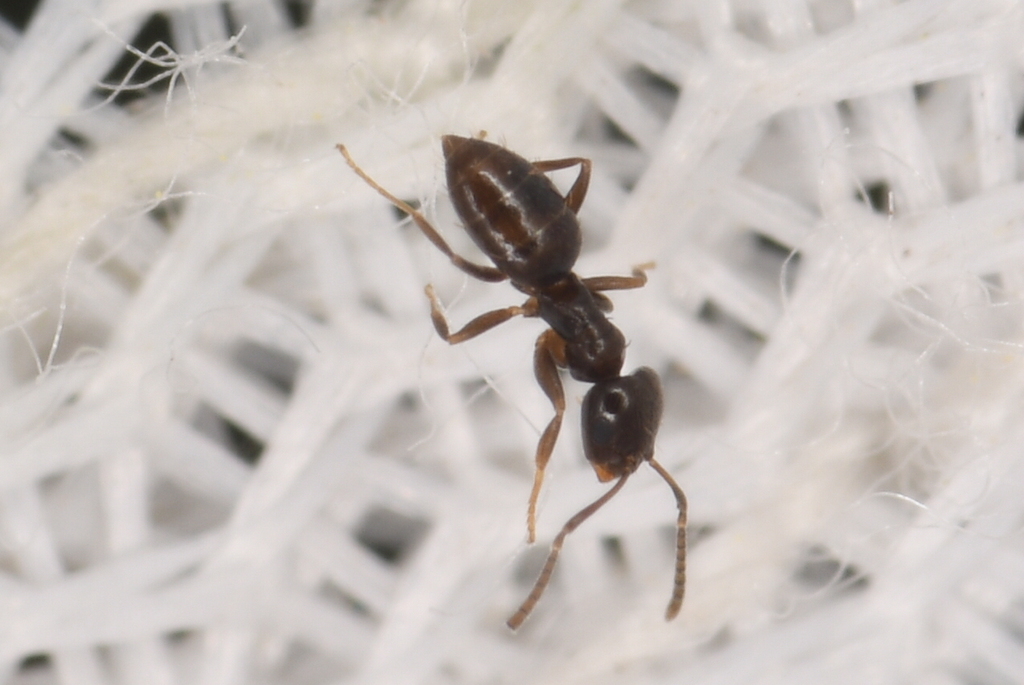 Dark Rover Ant (Brachymrymex Patagonicus)