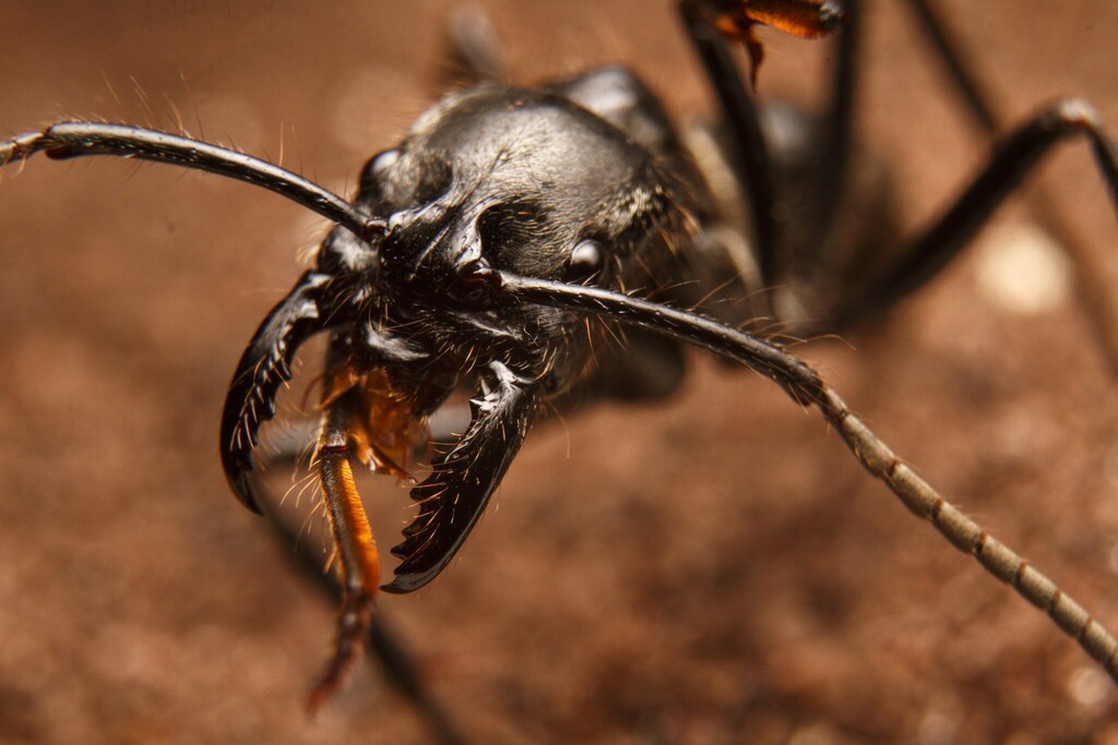 Giant Amazonian Ant (Dinoponera Lucida)