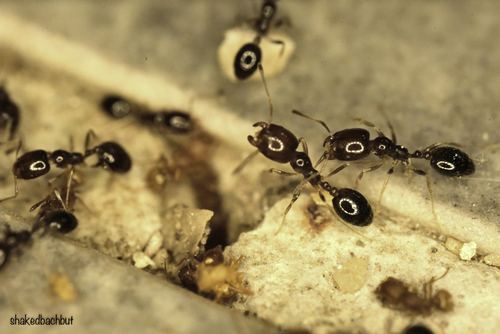 Singapore Ant (Trichomyrmex destructor)