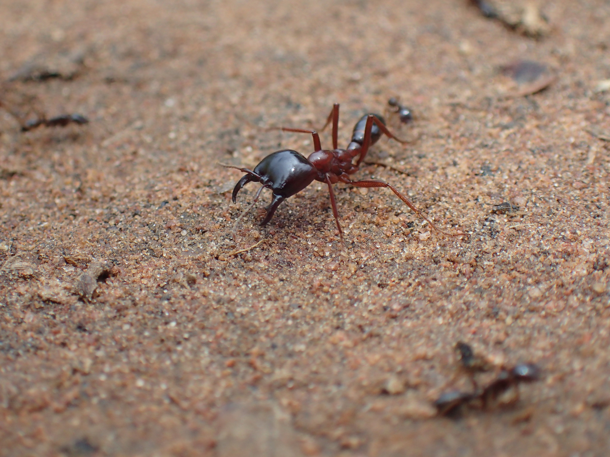 Driver Ant (Dorylus Nigricans)