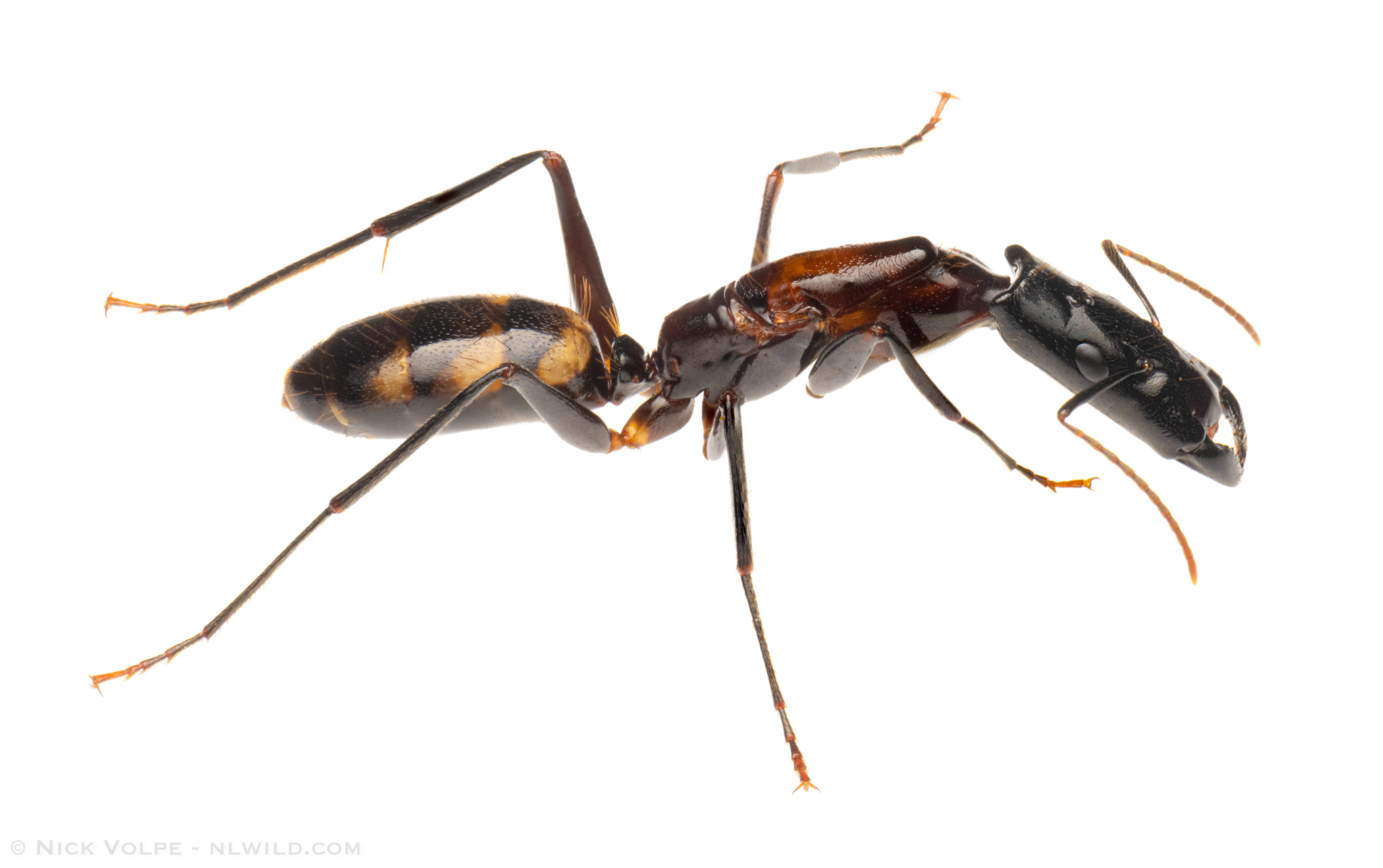 Camponotus Mirabilis